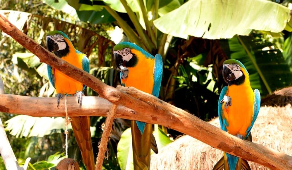 Tre ara gialloblù appollaiati su un ramo immersi nella vegetazione del Parque das Aves a Foz do Iguaçu, Brasile.